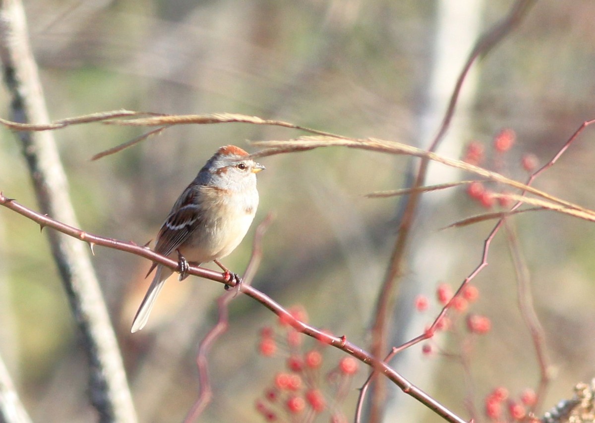 American Tree Sparrow - ML611768938