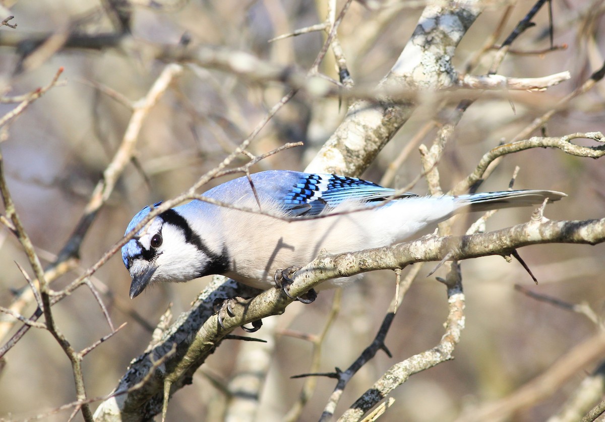Blue Jay - ML611768945