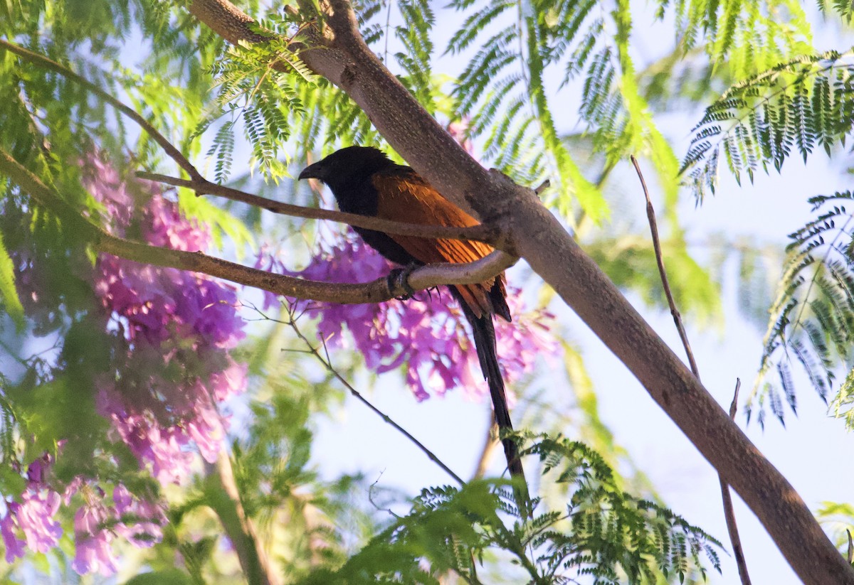 Malagasy Coucal - ML611768956
