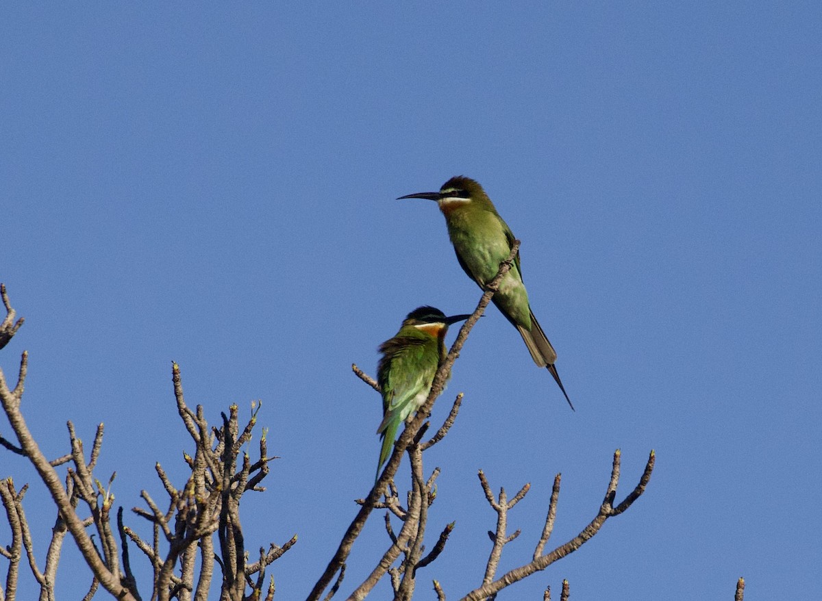 Madagascar Bee-eater - ML611768972