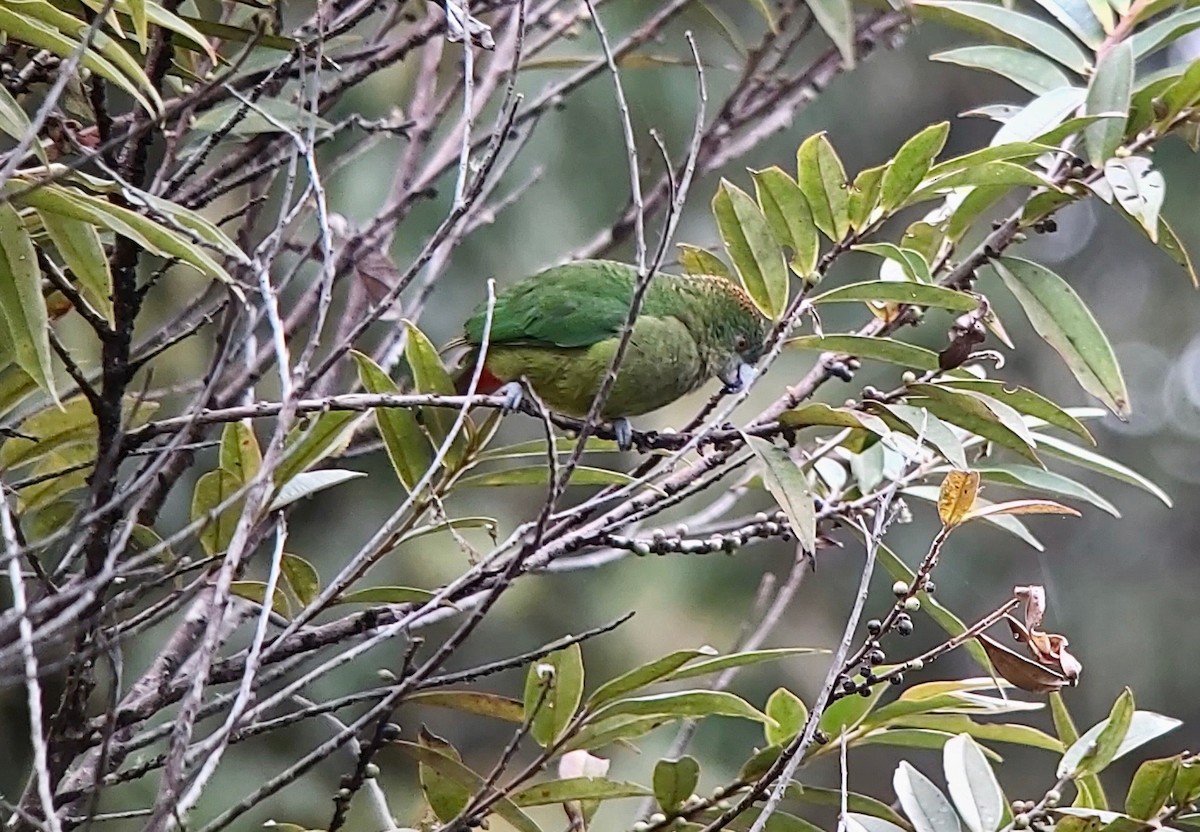 Папужець-бронзоголов зеленоволий - ML611768994