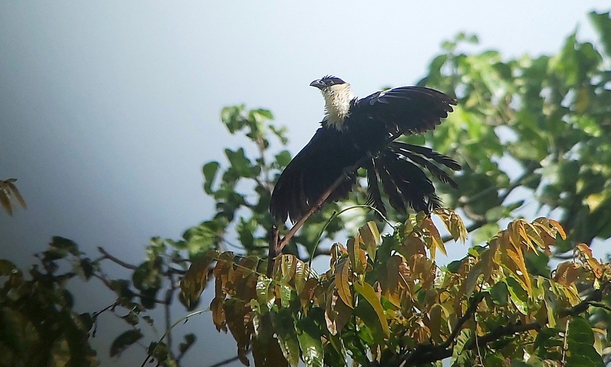 Pied Coucal - ML611769052