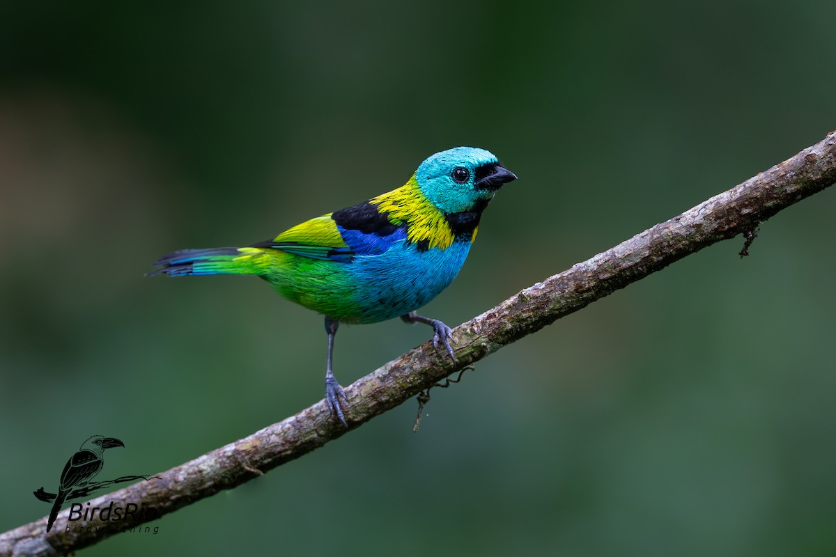 Green-headed Tanager - Hudson - BirdsRio