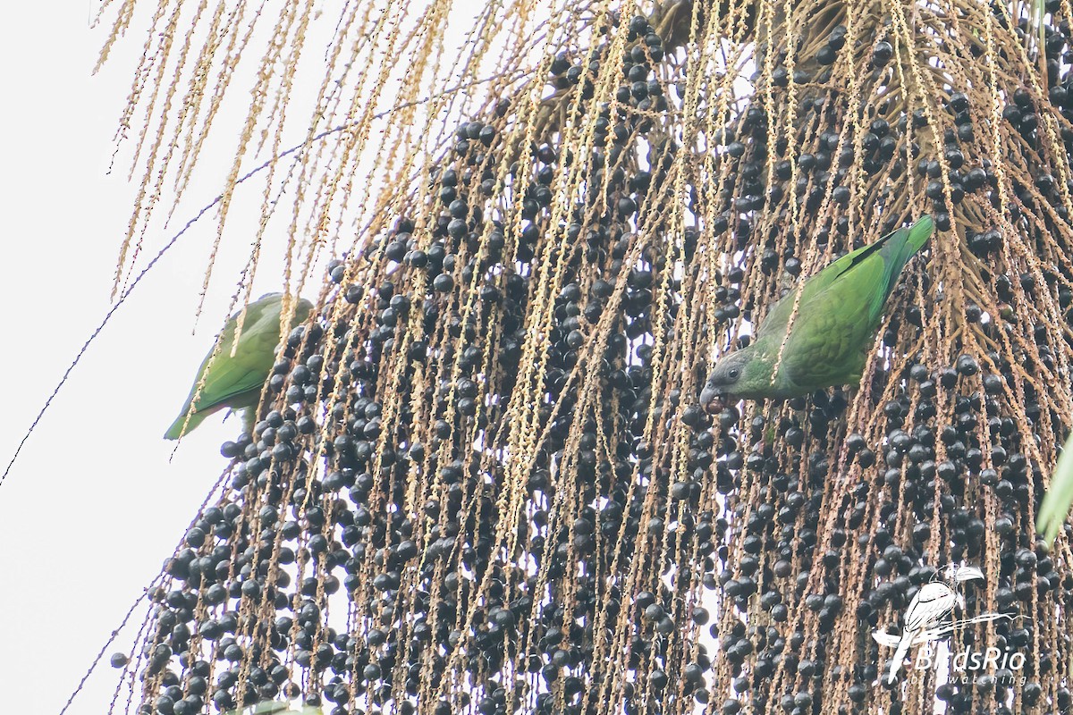 Scaly-headed Parrot - Hudson - BirdsRio