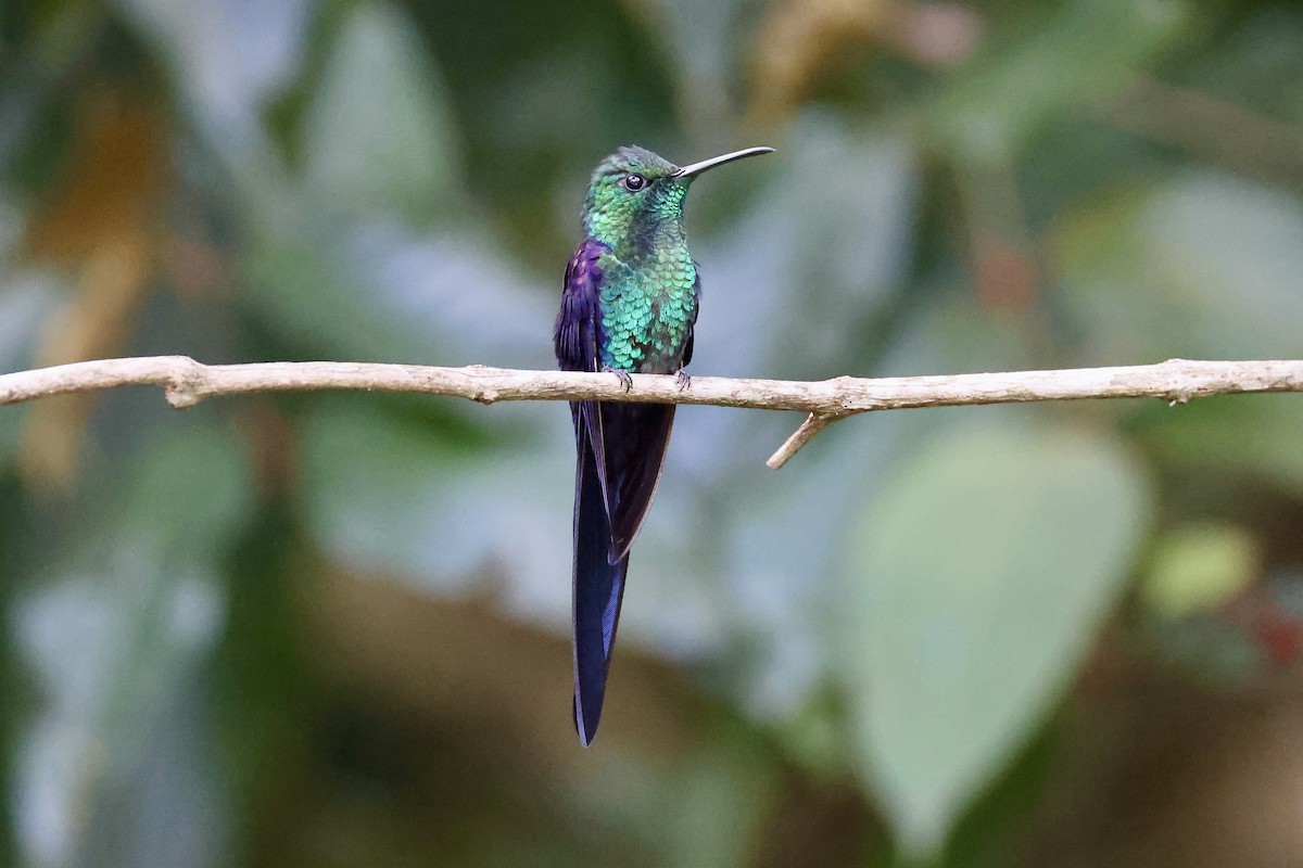 kolibřík pralesní - ML611769412