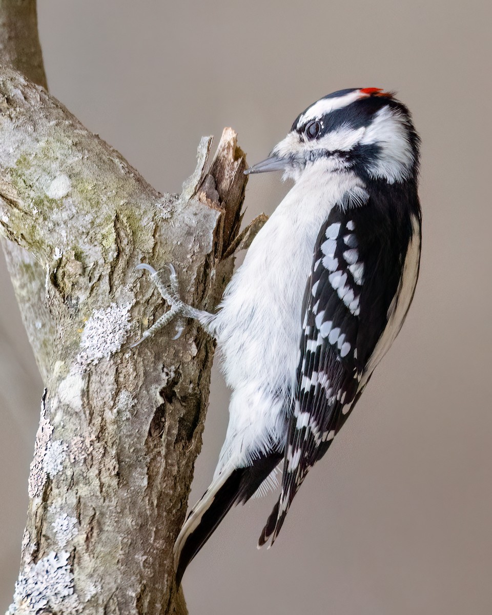 Downy Woodpecker - ML611769436