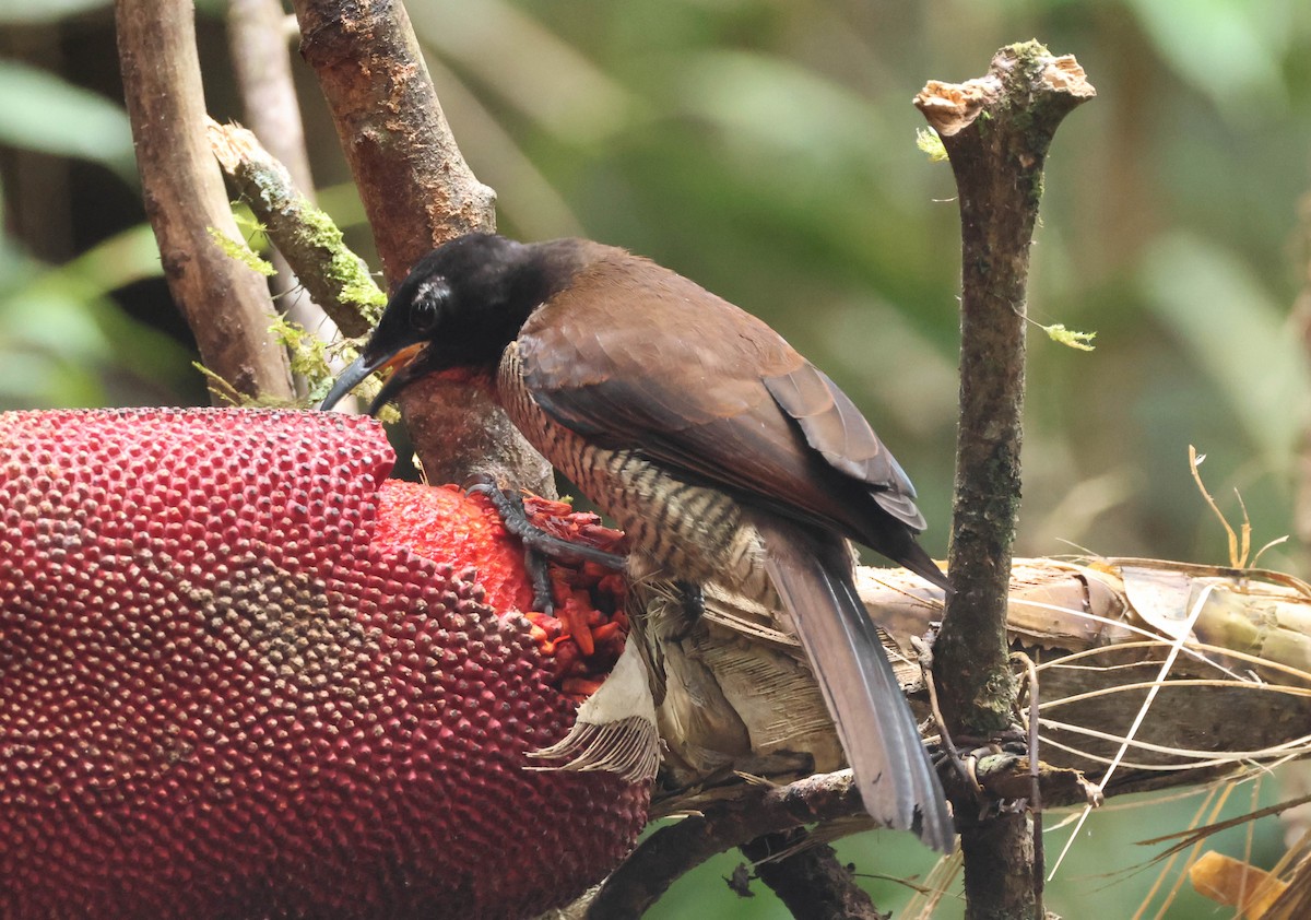 Wondiwoi-Kragenparadiesvogel - ML611769637
