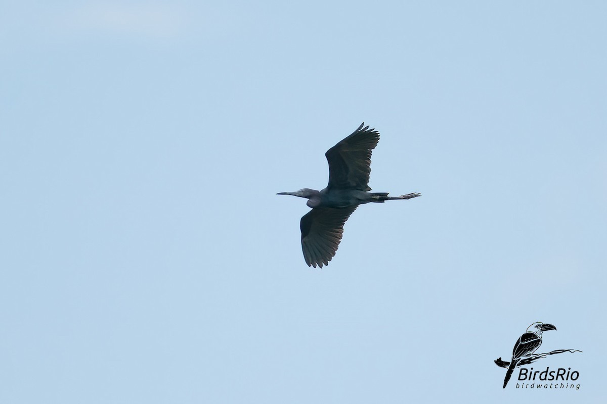 Little Blue Heron - Hudson - BirdsRio