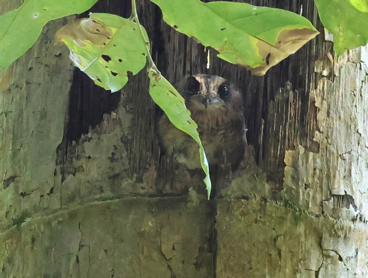 Vogelkop Owlet-nightjar - David Bates