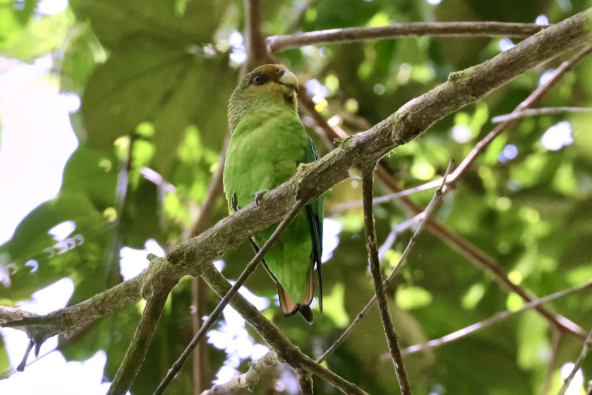 Golden-tailed Parrotlet - Jonathan Slifkin