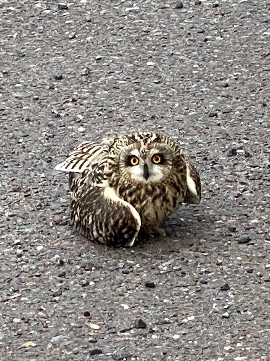 Short-eared Owl - ML611769892