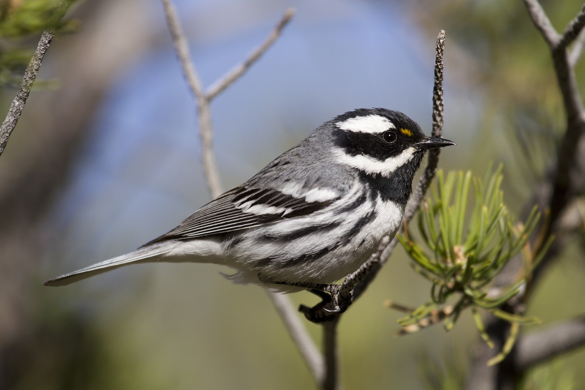 Black-throated Gray Warbler - Liam Wolff