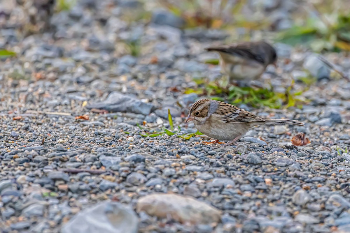 Clay-colored Sparrow - ML611770040