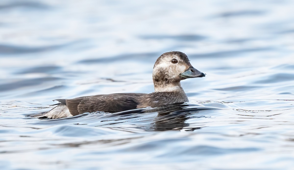 Long-tailed Duck - ML611770093