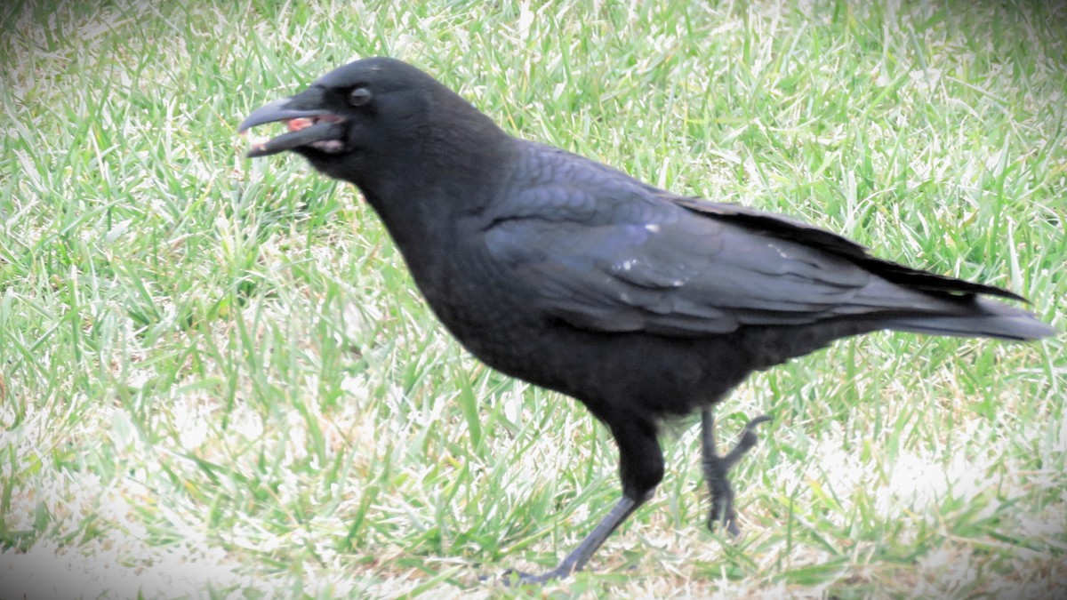 American Crow - ML611770135