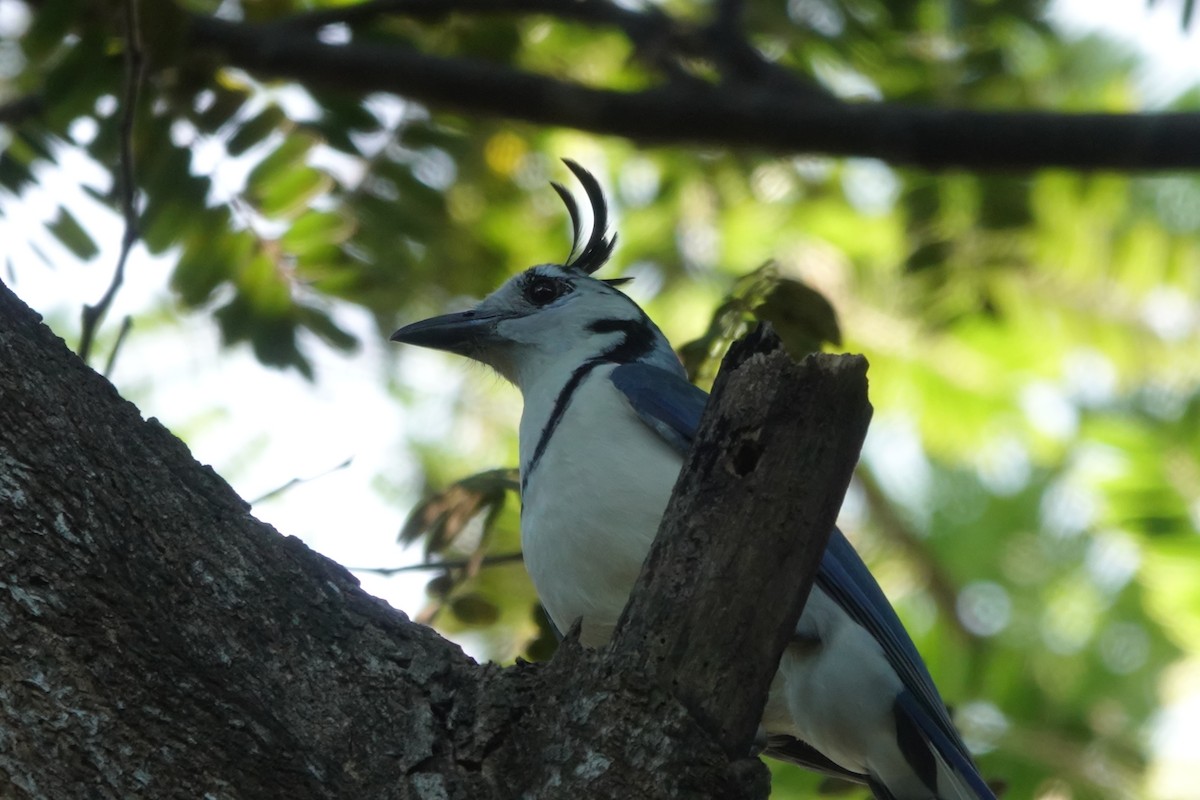White-throated Magpie-Jay - ML611770185