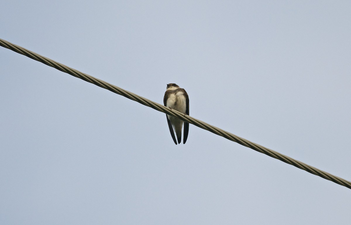 Bank Swallow - Paul Gould