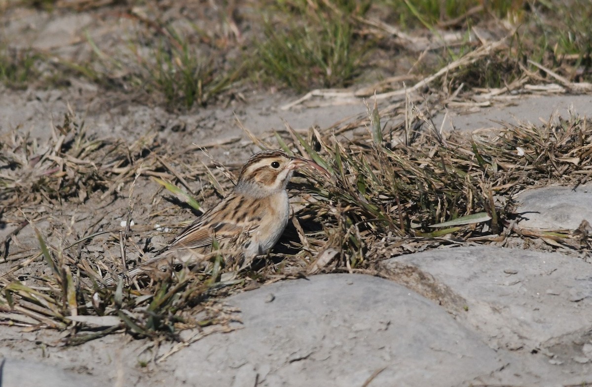 Clay-colored Sparrow - ML611770333