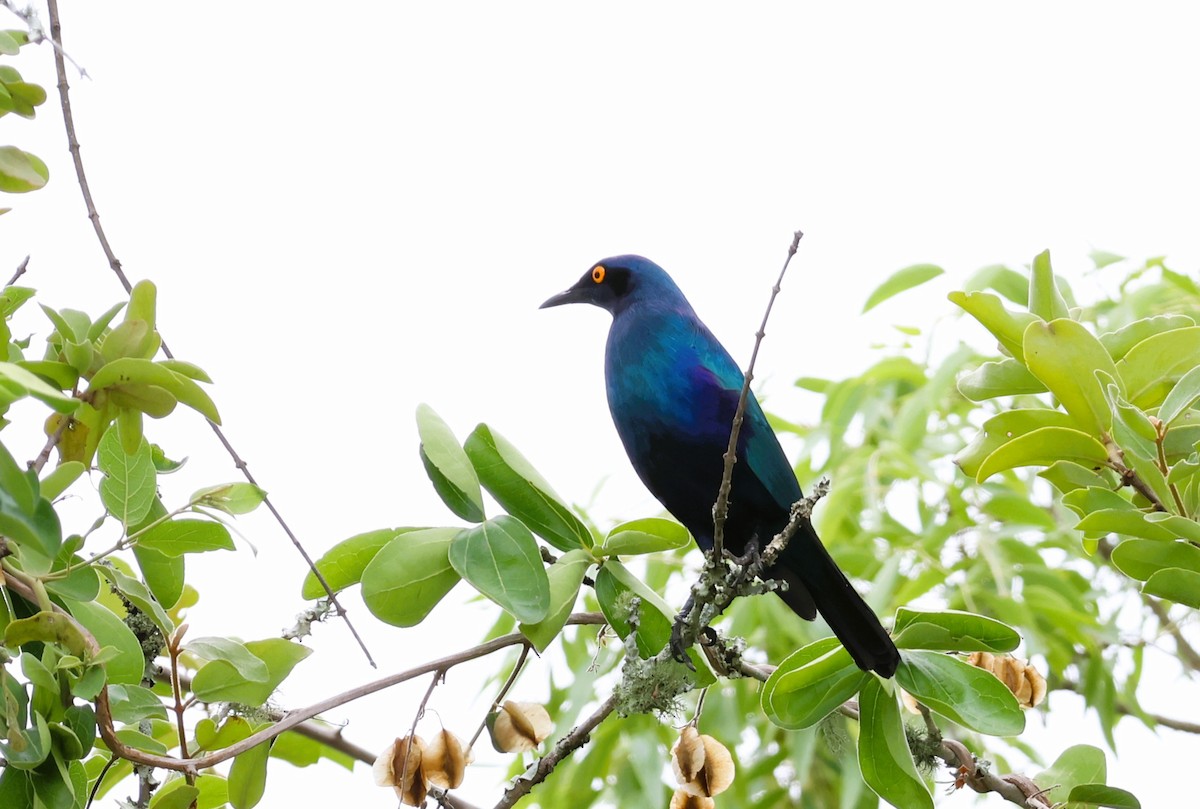 Greater Blue-eared Starling - ML611770368