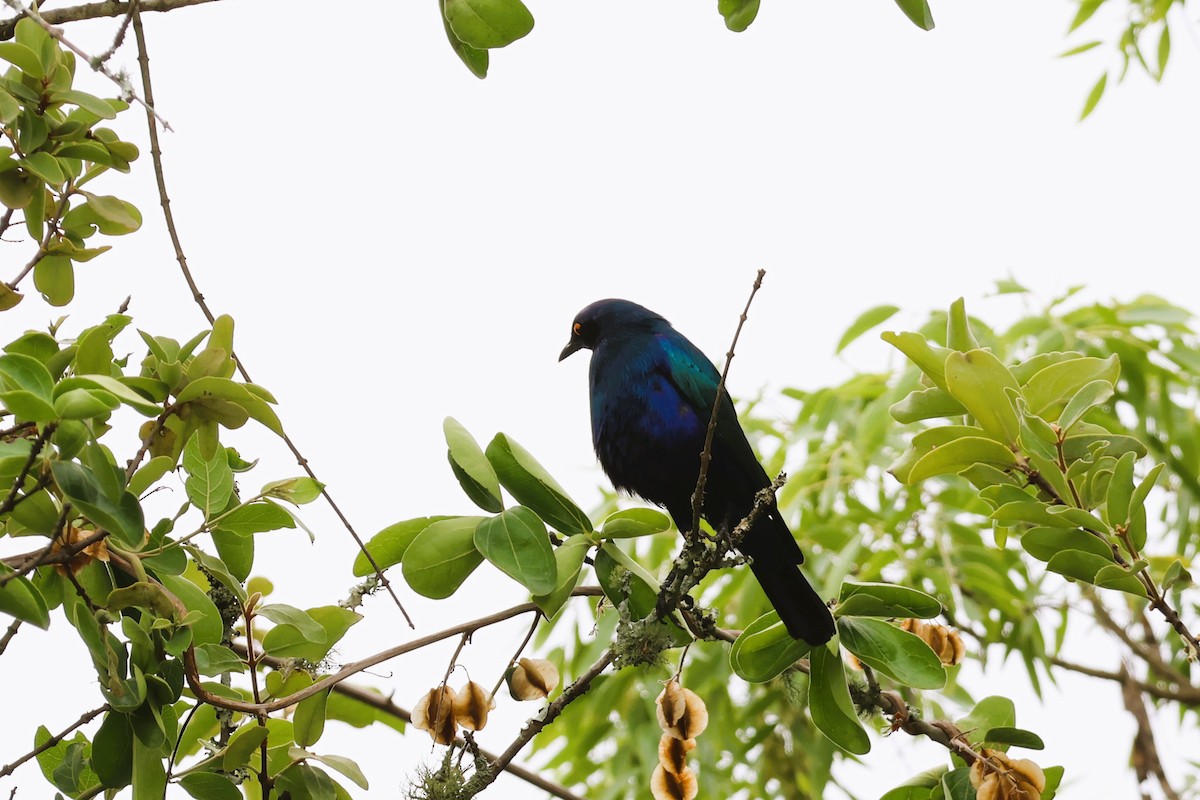 Greater Blue-eared Starling - ML611770369