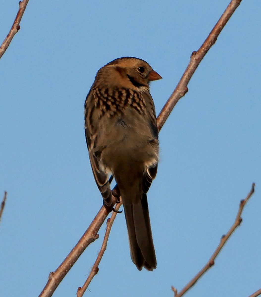 Harris's Sparrow - John Carlini