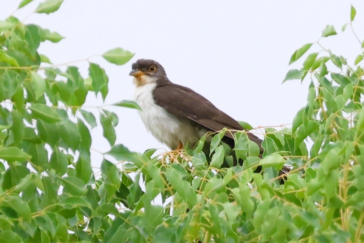 Thick-billed Cuckoo (African) - ML611770422