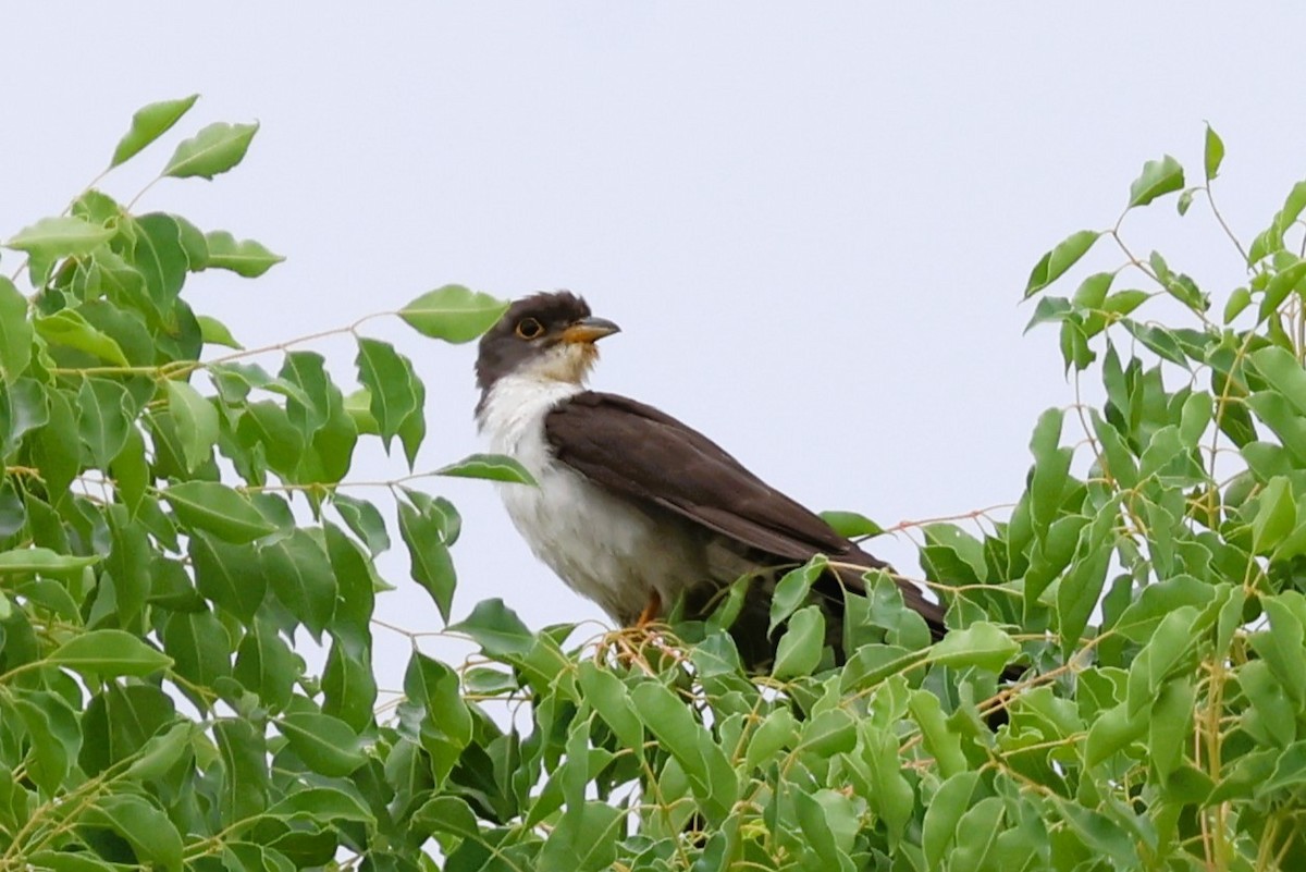 Thick-billed Cuckoo (African) - ML611770423