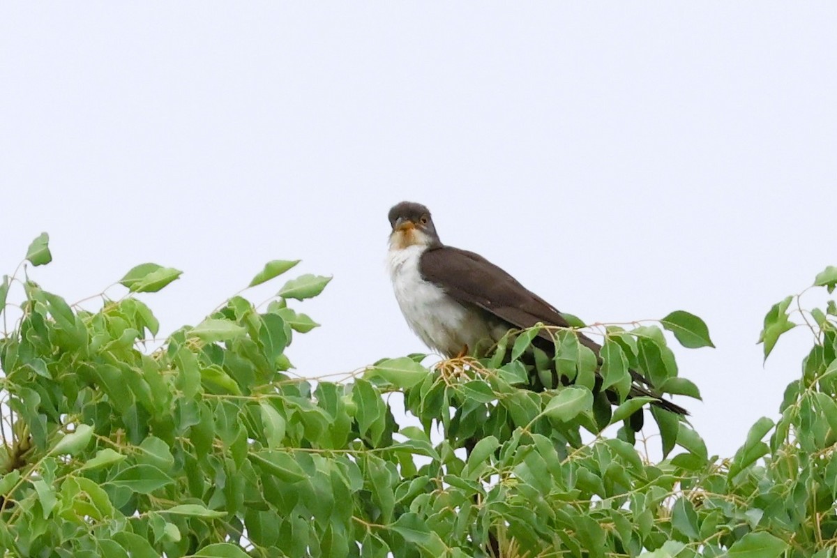 Thick-billed Cuckoo (African) - ML611770424