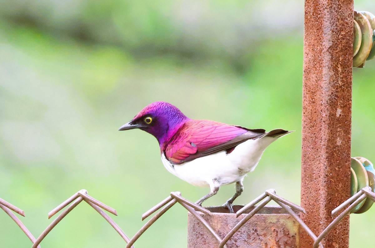 Violet-backed Starling - ML611770444