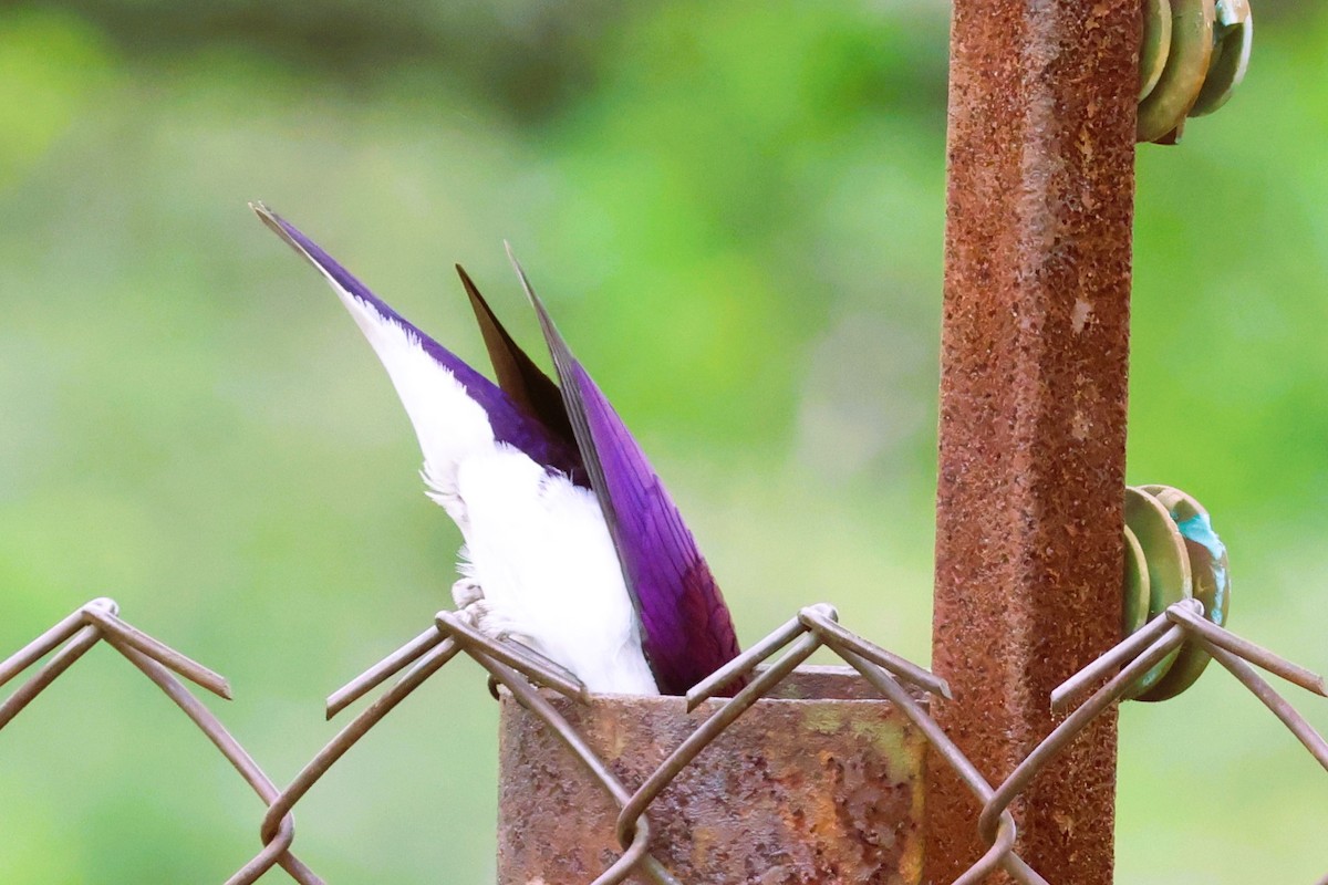 Violet-backed Starling - ML611770445