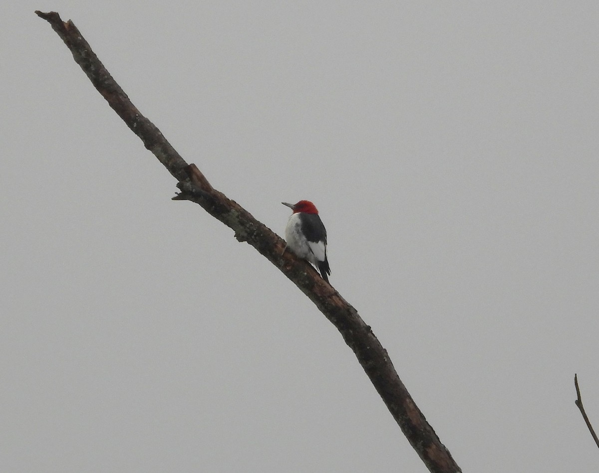 Red-headed Woodpecker - ML611770503