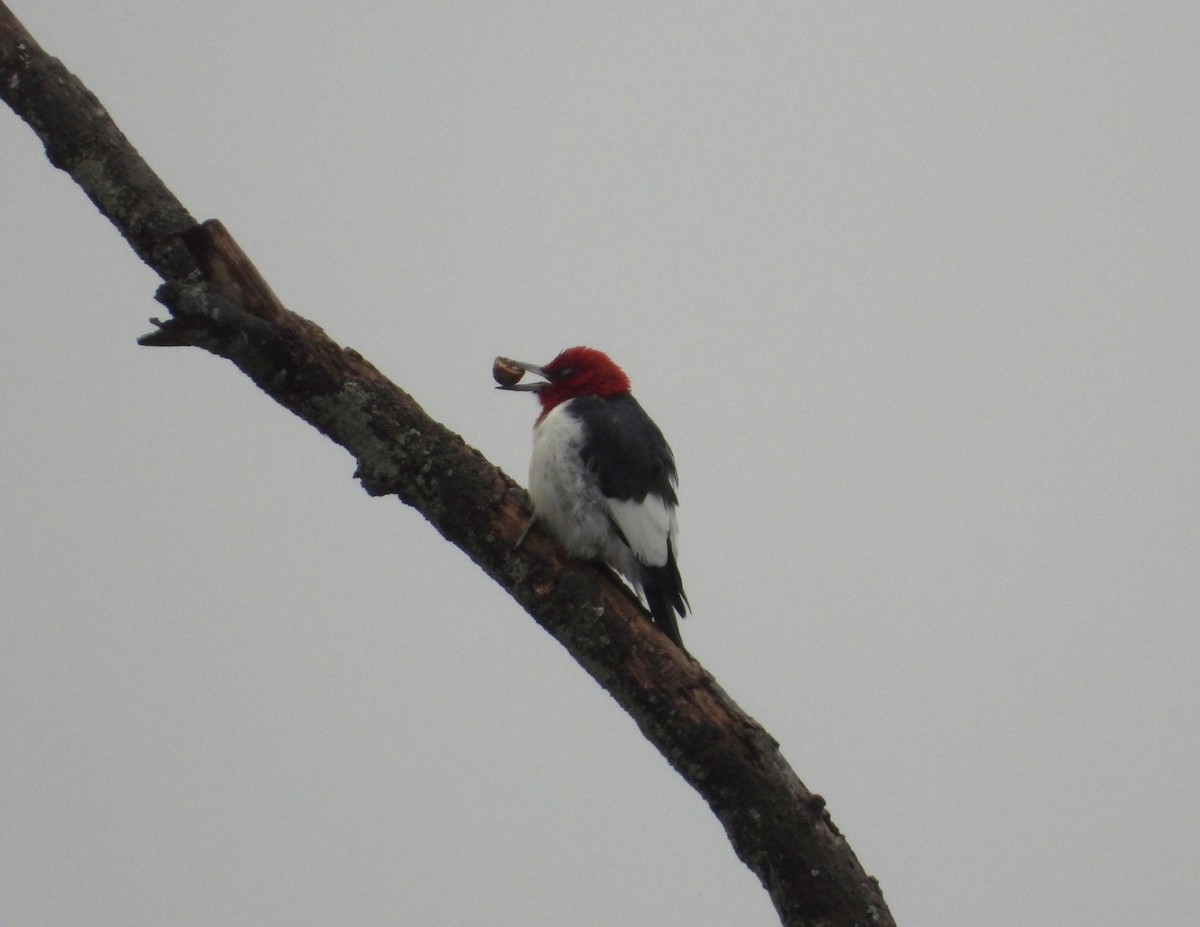 Red-headed Woodpecker - ML611770507