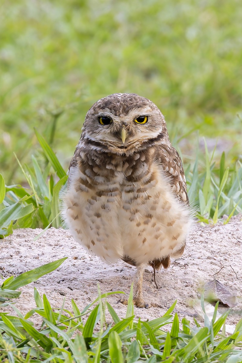 Burrowing Owl - Bradley Hacker 🦜