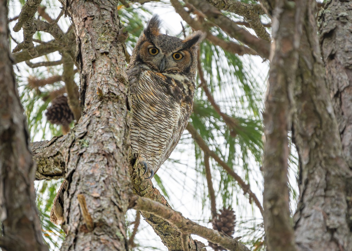 Great Horned Owl - ML611770866
