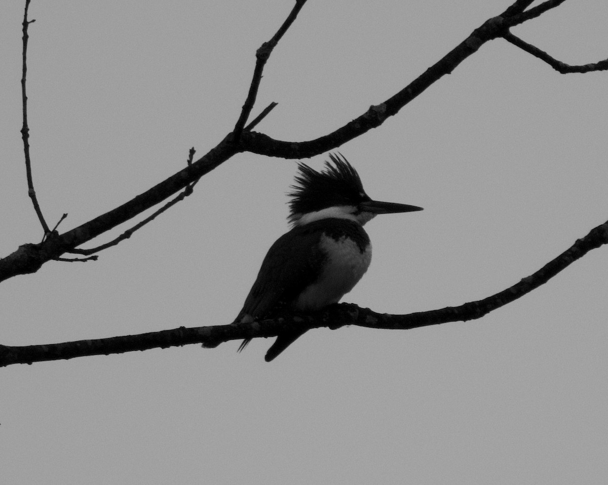 Belted Kingfisher - Michael Yellin