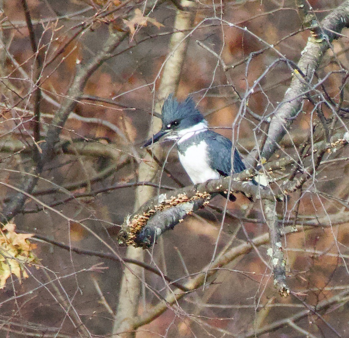 Belted Kingfisher - ML611771126