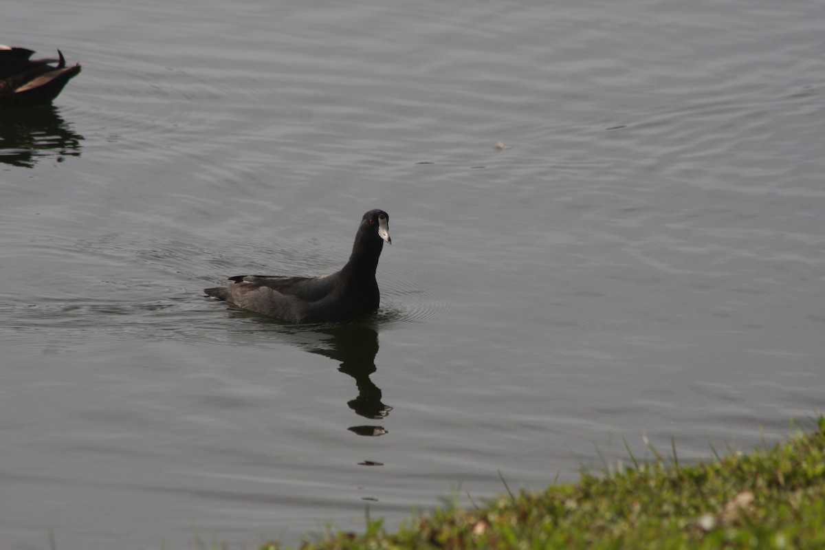 American Coot (Red-shielded) - ML611771259