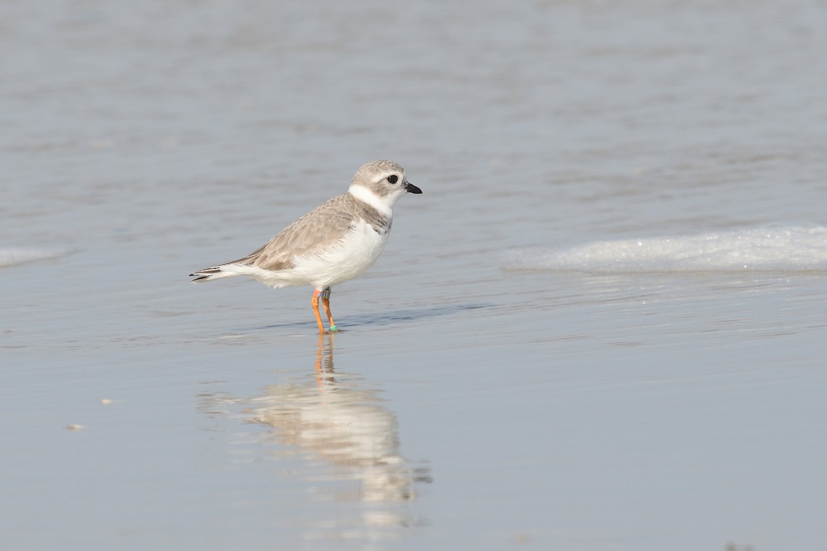 Piping Plover - ML611771548