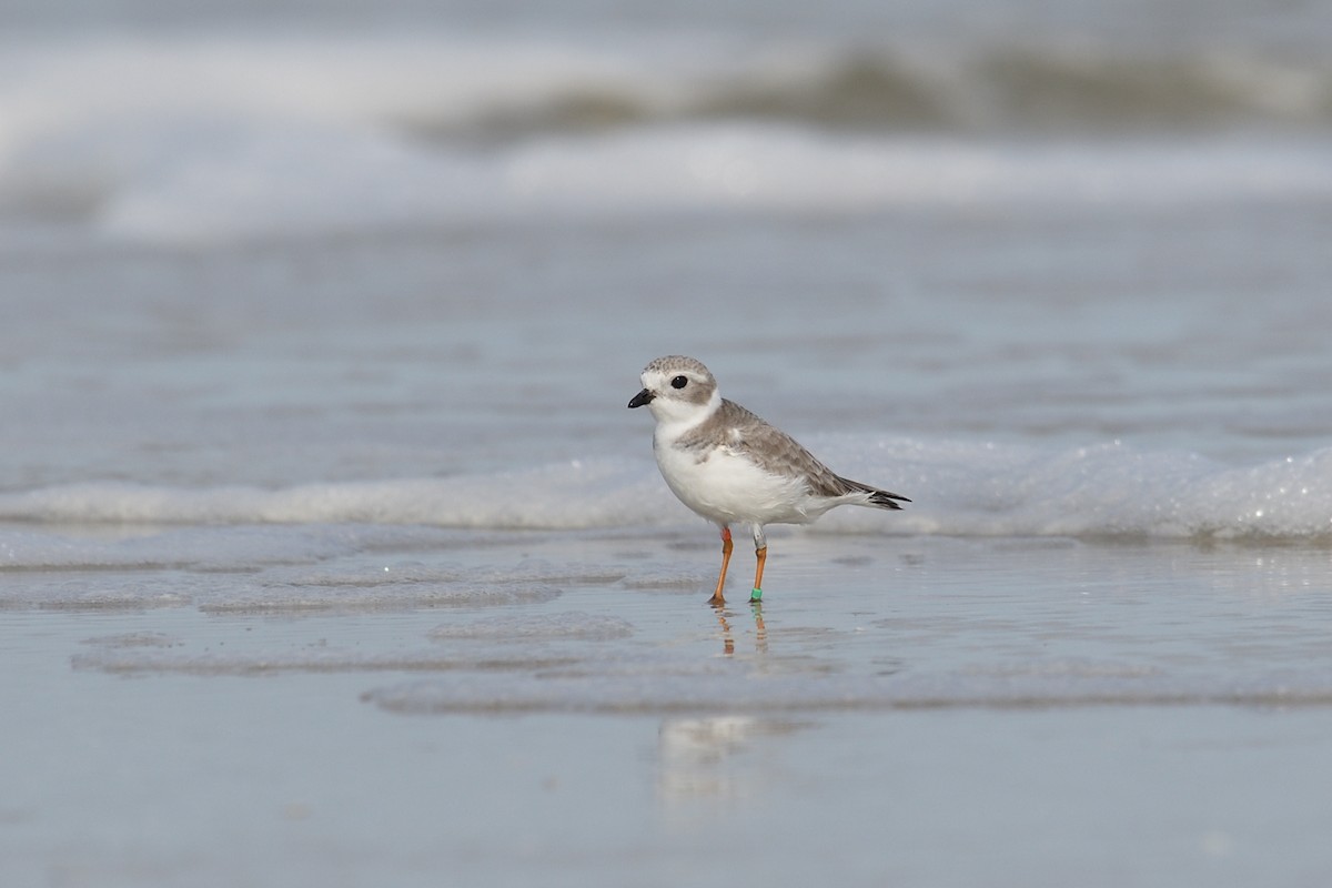 Piping Plover - ML611771549