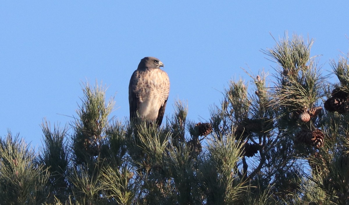 ebird-checklist-1-dec-2023-lakeview-executive-golf-course-pahrump