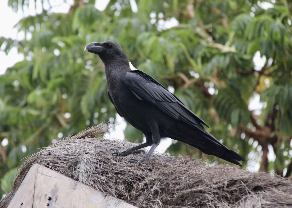 White-necked Raven - ML611772091