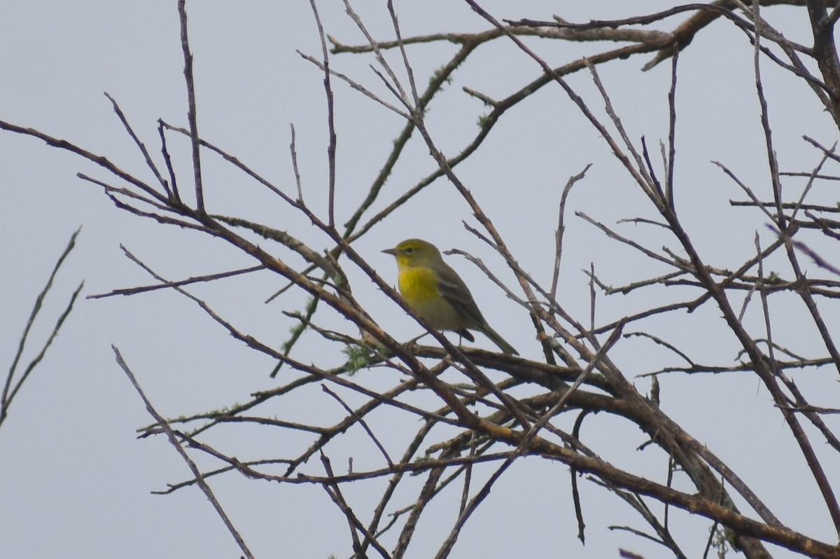 Pine Warbler - ML611772526