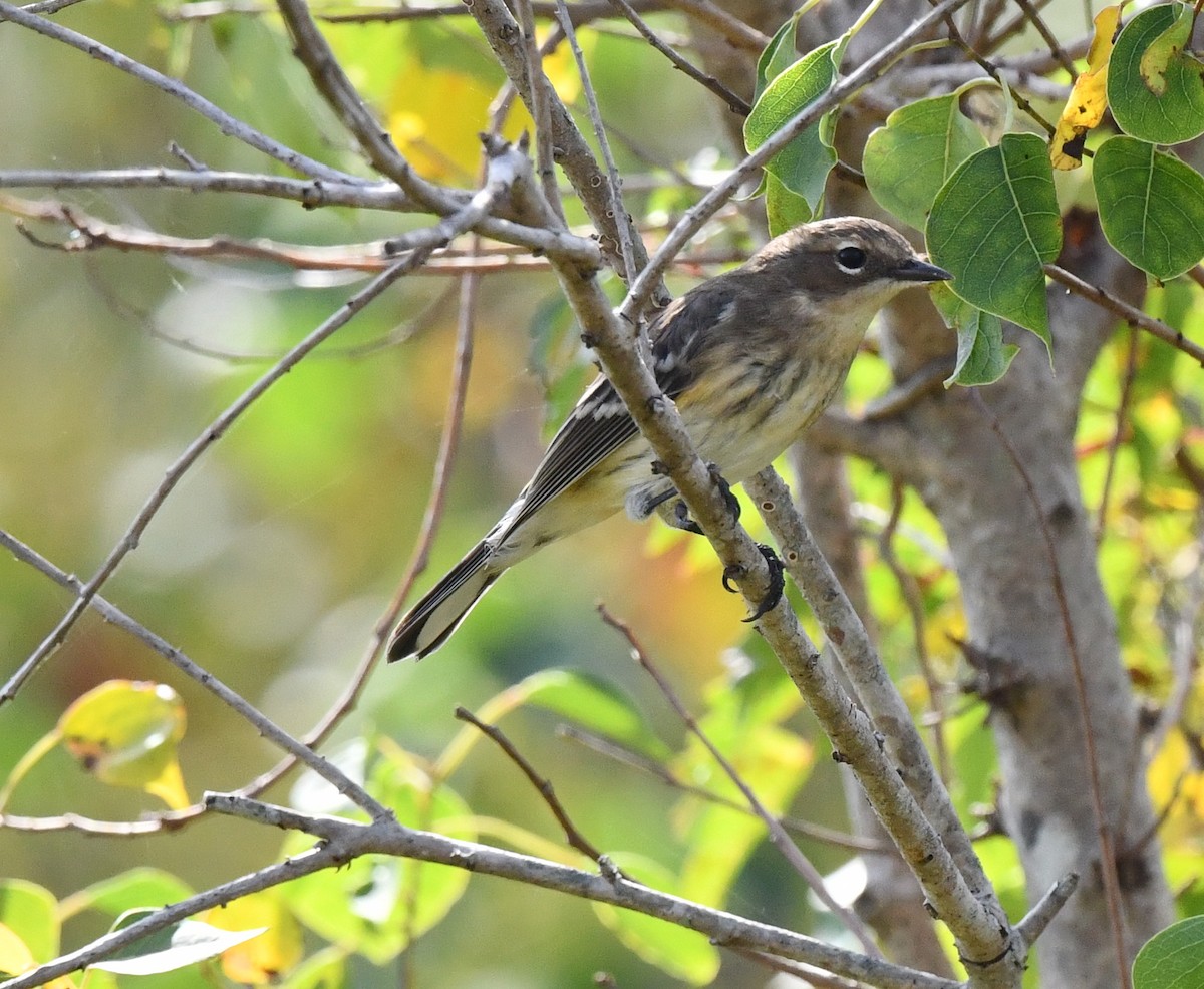 Yellow-rumped Warbler - ML611772554