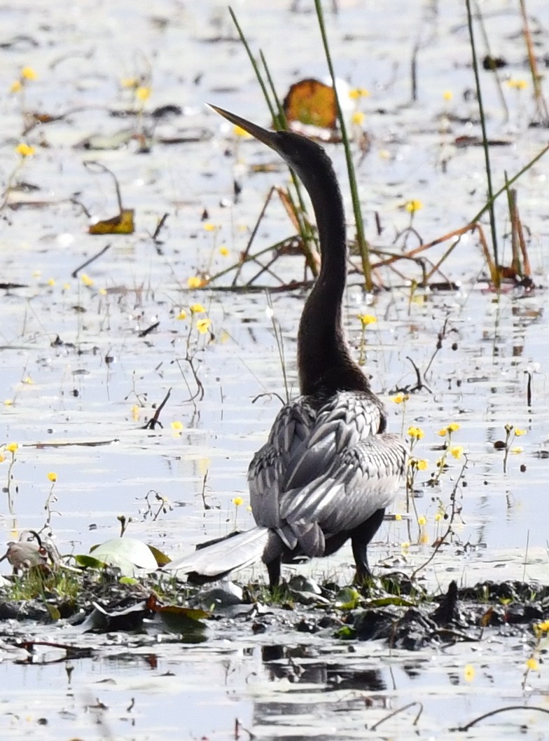 Anhinga - ML611772573