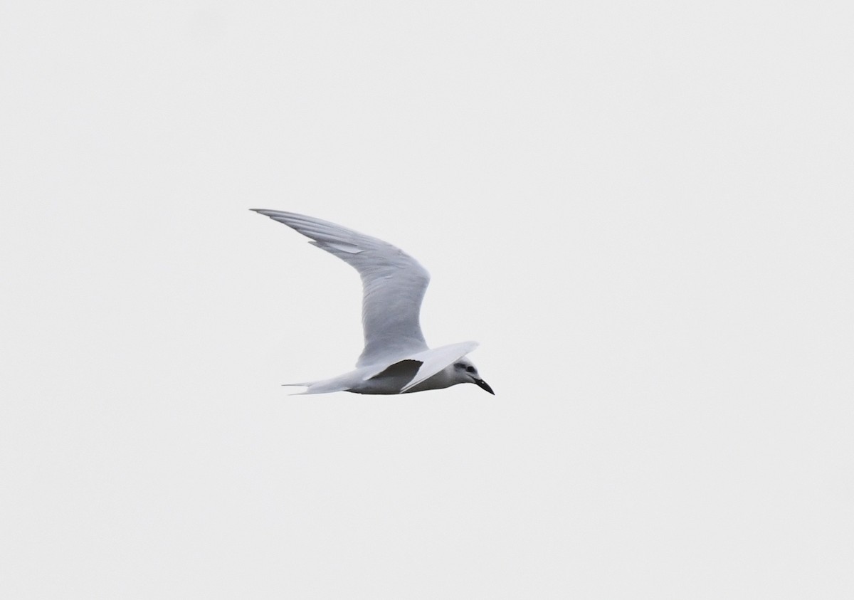 Gull-billed Tern - ML611772586