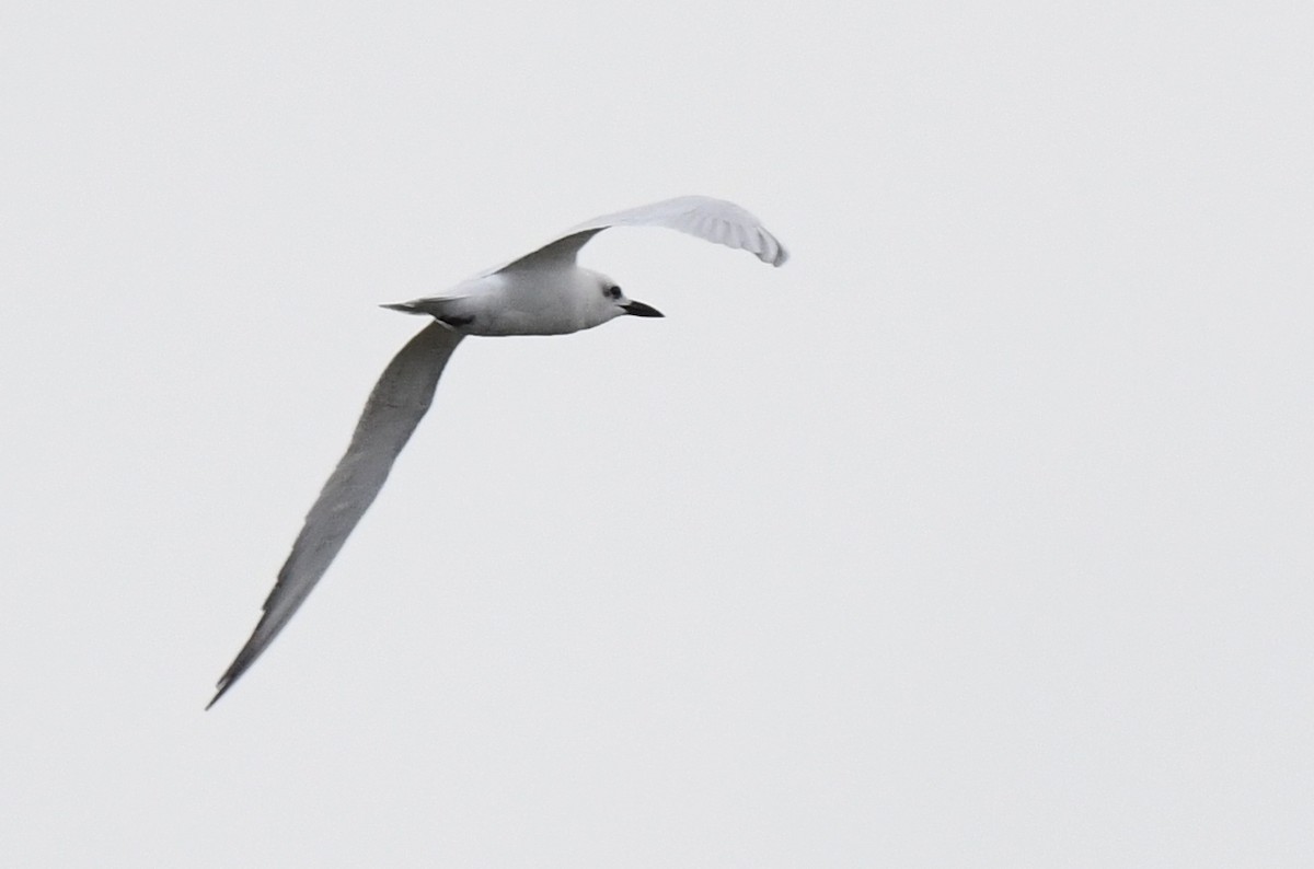 Gull-billed Tern - ML611772588