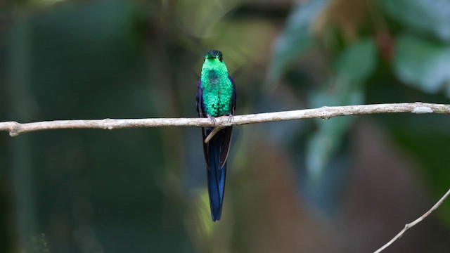 kolibřík pralesní - ML611772802