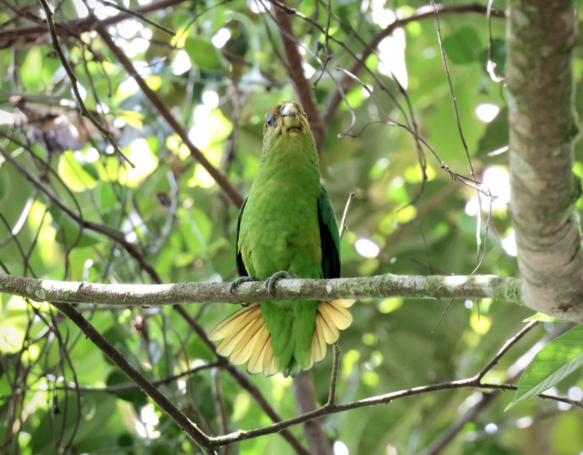 Golden-tailed Parrotlet - ML611772815