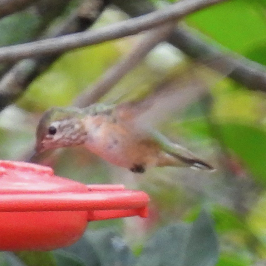 Calliope Hummingbird - ML611773043