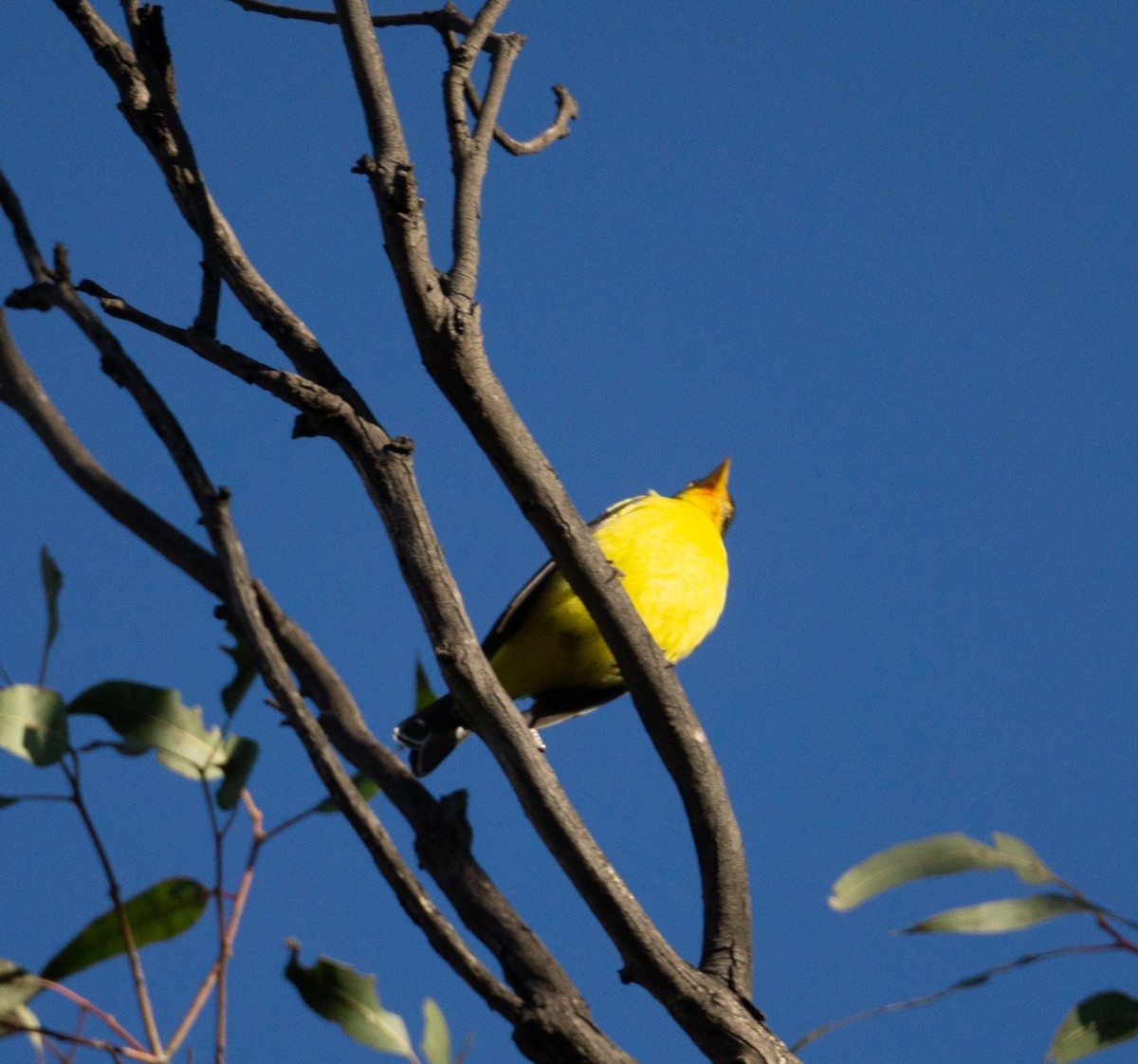 Western Tanager - ML611773338